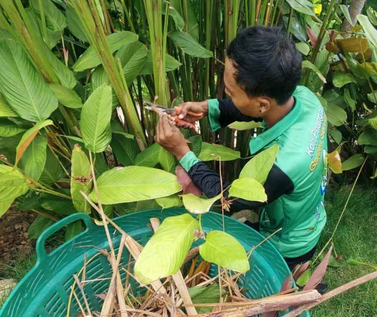 Professional garden pruning by Picha Gardens